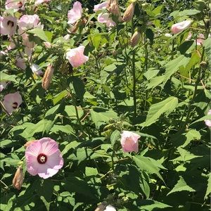 Meet your Posher, Arcade